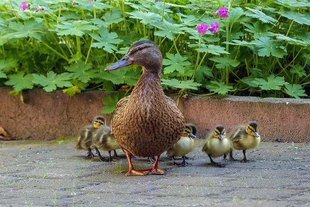 Fra “mariehønen evigglad” til “baby shark” – børnesange i forandring