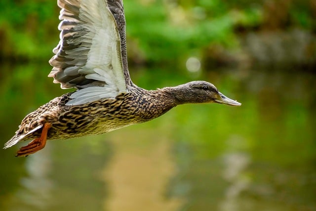 Sådan knækker du koden: De bedste teknikker til svære krydsord