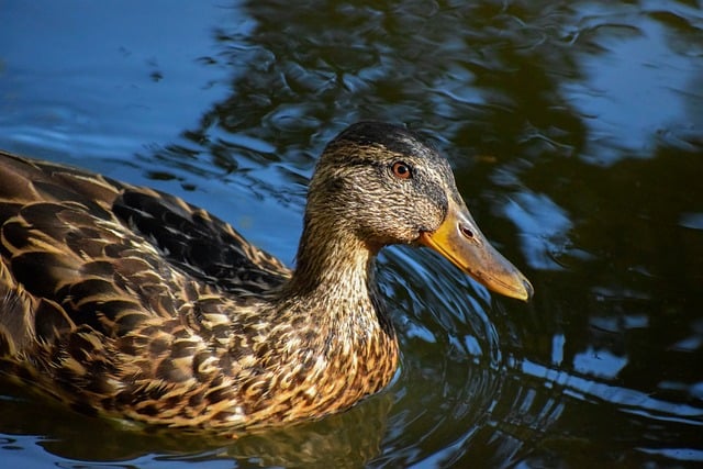 Krydsord for begyndere: Sådan knækker du koden