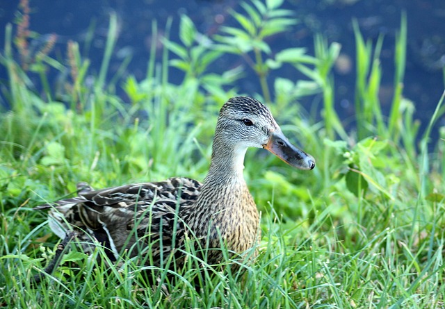 Ordegådernes kunst: Tips til svære krydsord