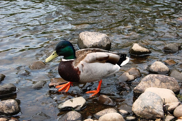 Sådan udvider du dit ordforråd til krydsordsløsning